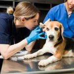 انجام پایان نامه دامپزشکی