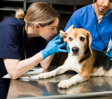 انجام پایان نامه دامپزشکی